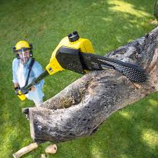 Best Arborist Consultation Services  in Lemoore Station, CA